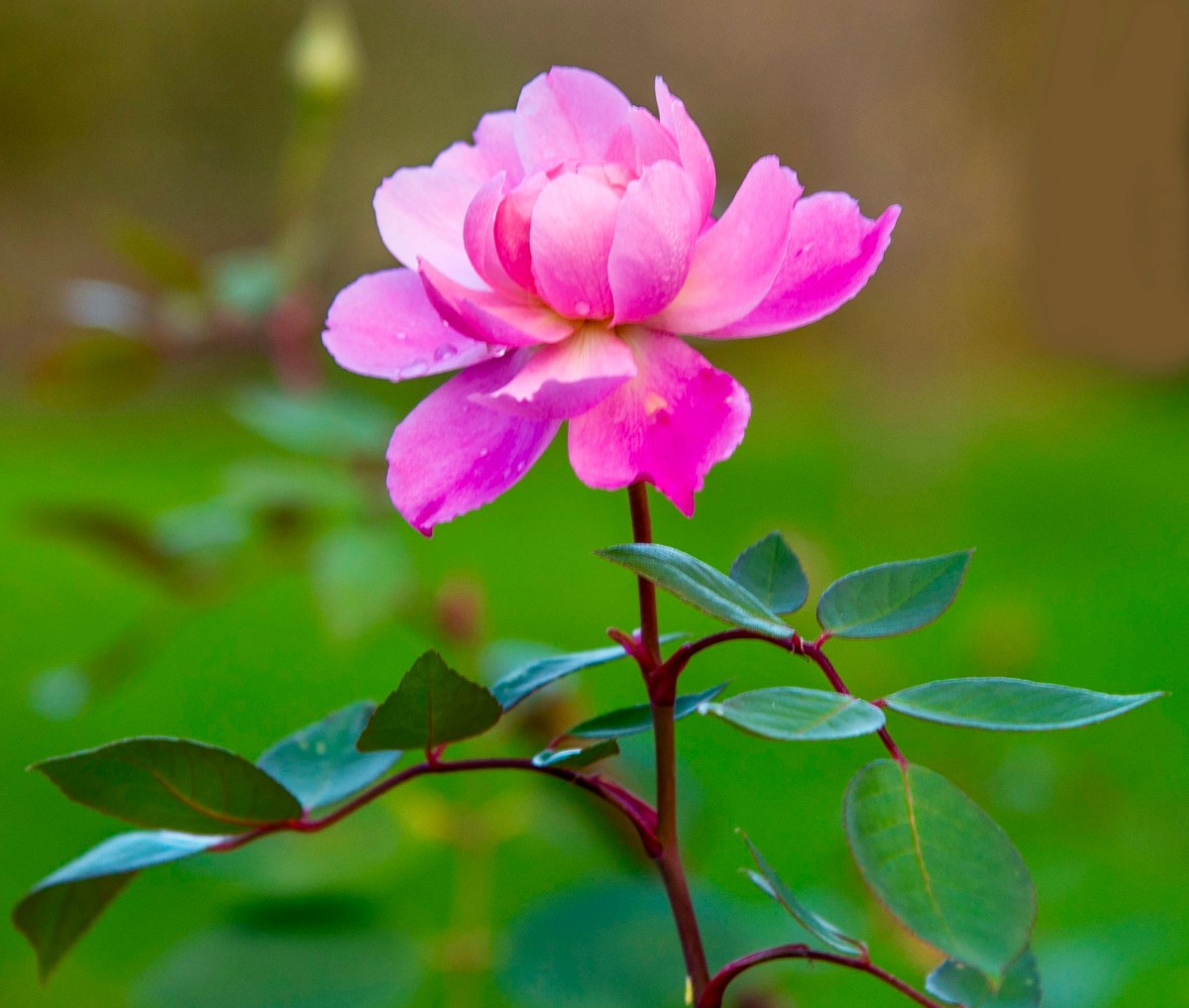 Albert hall london december christmas